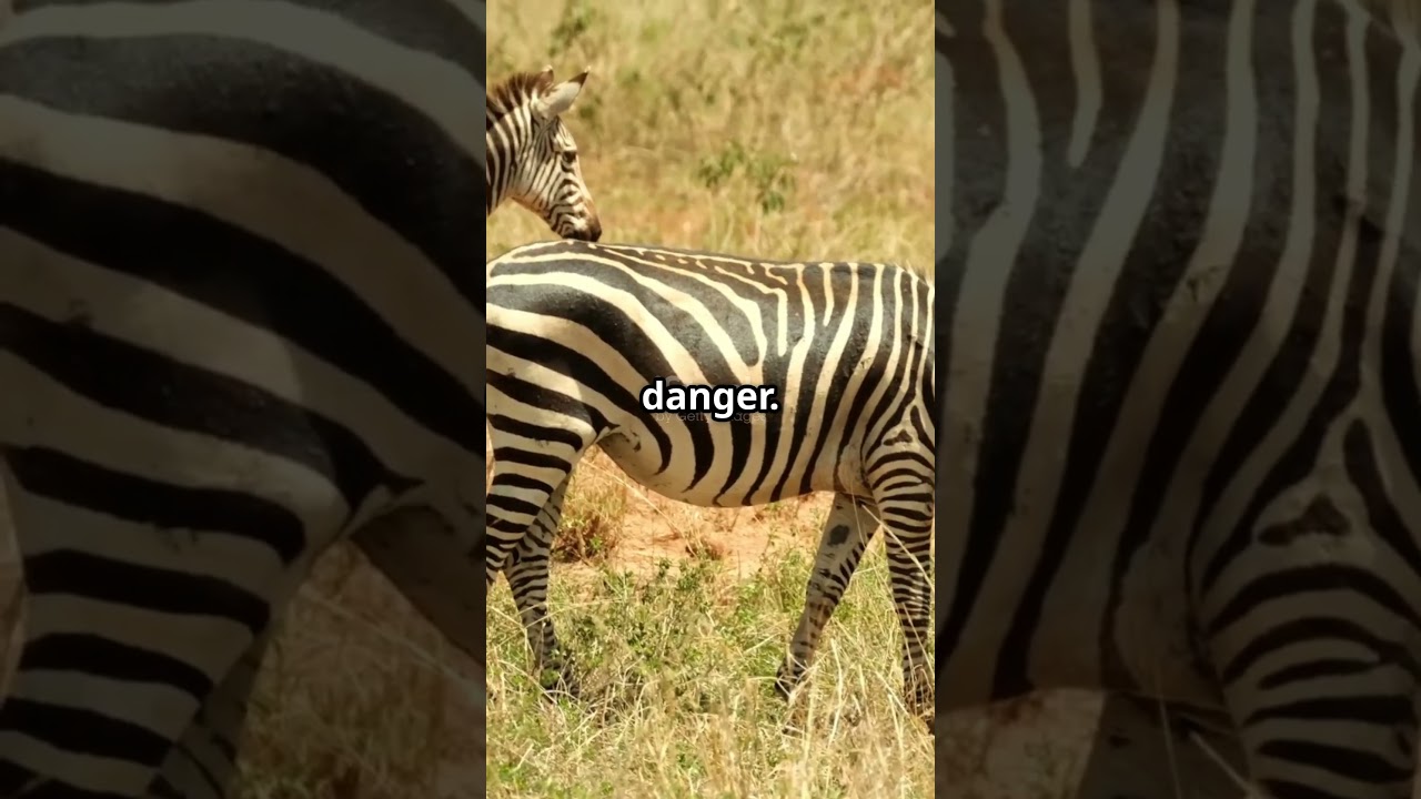 Zebra can’t sleep alone 