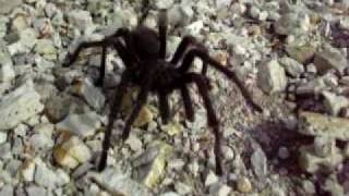 Taft Tarantula.AVI
