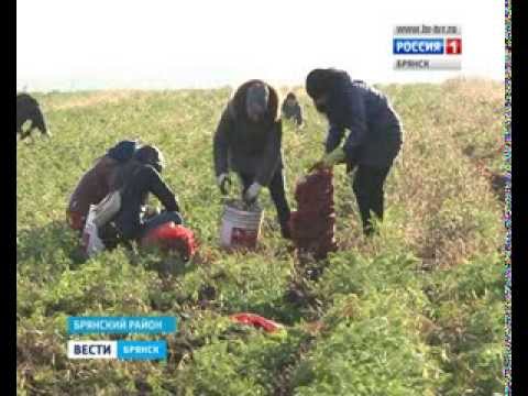 Студенты "на картошке" Студенты "на картошке"