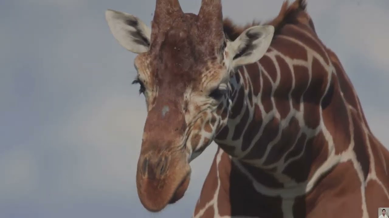 The Okapi You’ve Never Seen 14-Minute Deep Dive  (ANALYSIS.) documentary bio.