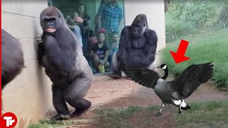 If These Animals Messed With The Wrong Opponent Moments Were Not Filmed, No One Would Believe It!