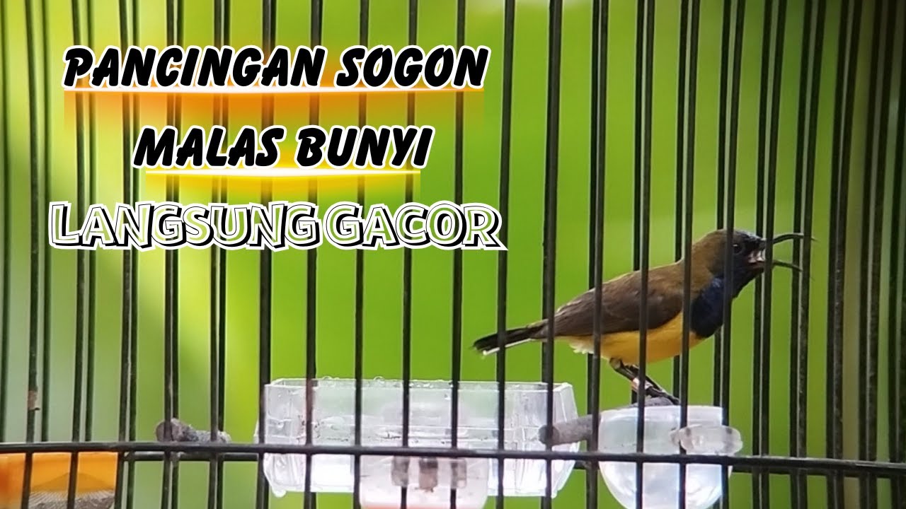 Putar Pancingan Sebentar, Sogon Malas Bunyi Langsung Gacor Parah🔥