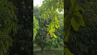 #natureAam #ka #Gachi #video # #trending #shorts #viralvideo #song #love #TOP10 #