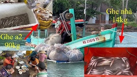 Giác lưới đâu Tiên sau kì nghỉ gió | lưới cá đục | hoàng Phú quốc