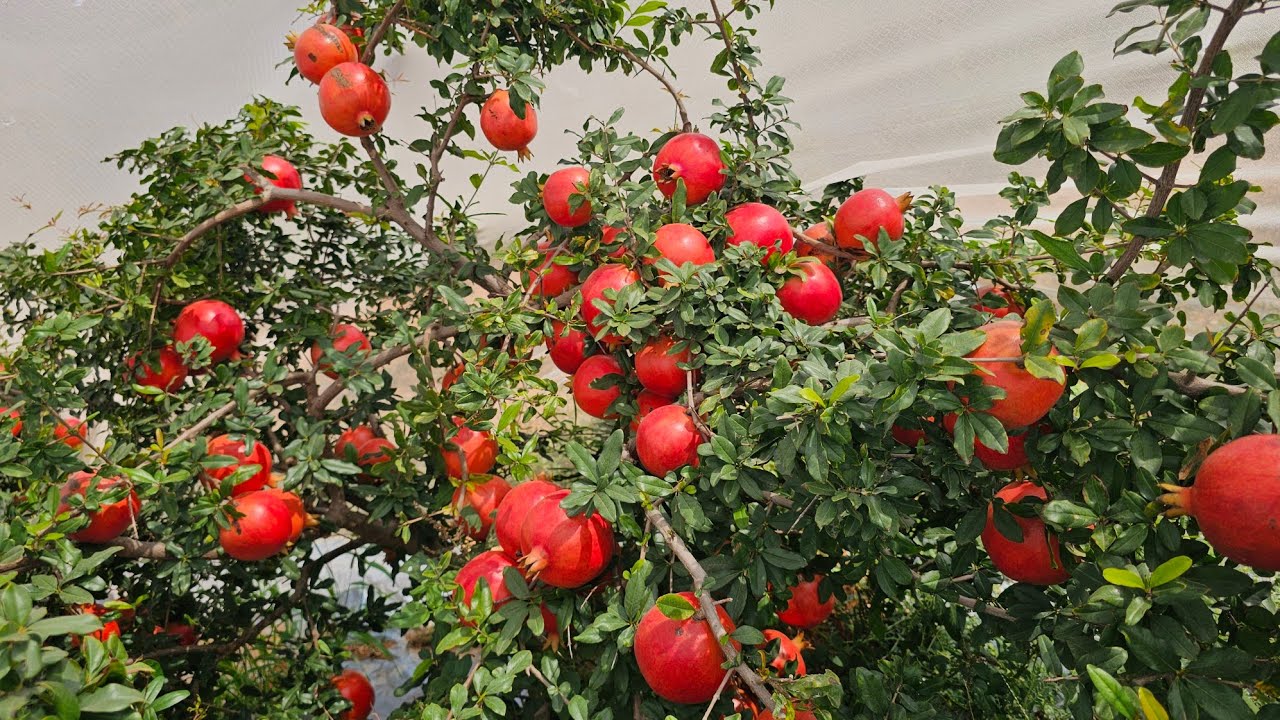 300 ton pomegranate in 30 acres land