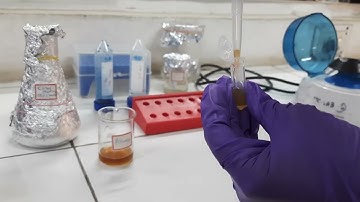 ISOLATION OF PLANT PROTOPLASTS / ENZYMATIC METHOD / PLANT BIOTECHNOLOGY