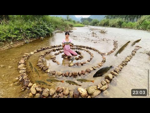 Fish trapping skills girl creates spiral trap to harvest lots of fish ...