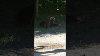 Mama bear nursing a little baby bear  #bears #babyanimal