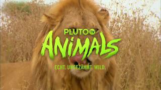 Pluto TV Animals (Trailer) | Pluto TV GSA