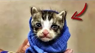 No one wanted to take in the orphaned kitten, so they decided to get rid of it.