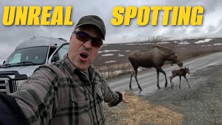 Alaska Van Life: A Heart-Stopping Baby Moose Moment