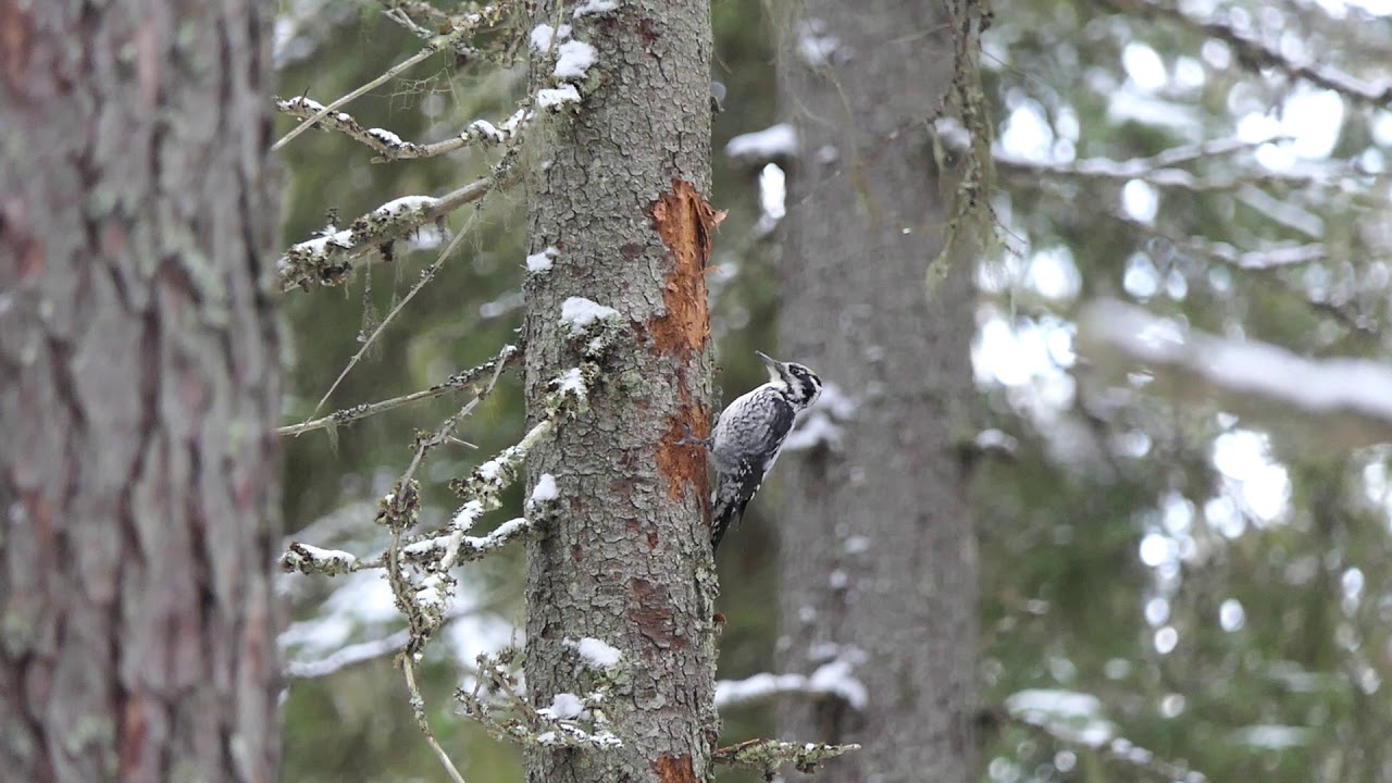 Three-toed Woodpecker (Picoides tridactylus) pohjantikka 