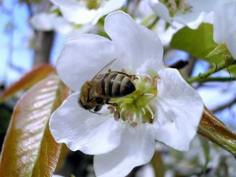 Video: Najjasnejšie Kvety Októbra V Mojej Záhrade. Druhy A Odrody, Starostlivosť, Fotografie