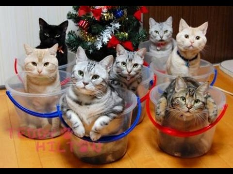 Funny Cats - A Funny Cat Videos Compilation 2016 || NEW HD