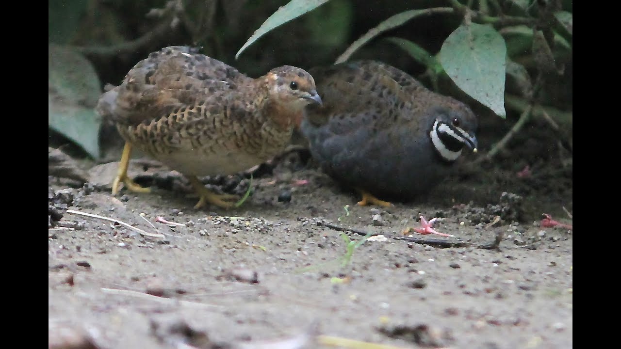 藍胸鶉 Biniang 藍胸鶉 Biniang