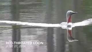 Red-throated Loon