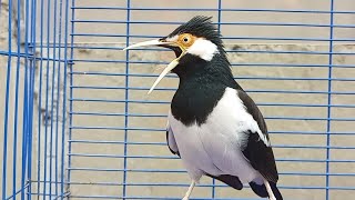 Download Lagu Pancingan Jalak Suren Auto NYAUT Variasi OCEHAN - Masteran Burung Jalak Agar Gacor Full Isian Mewah MP3