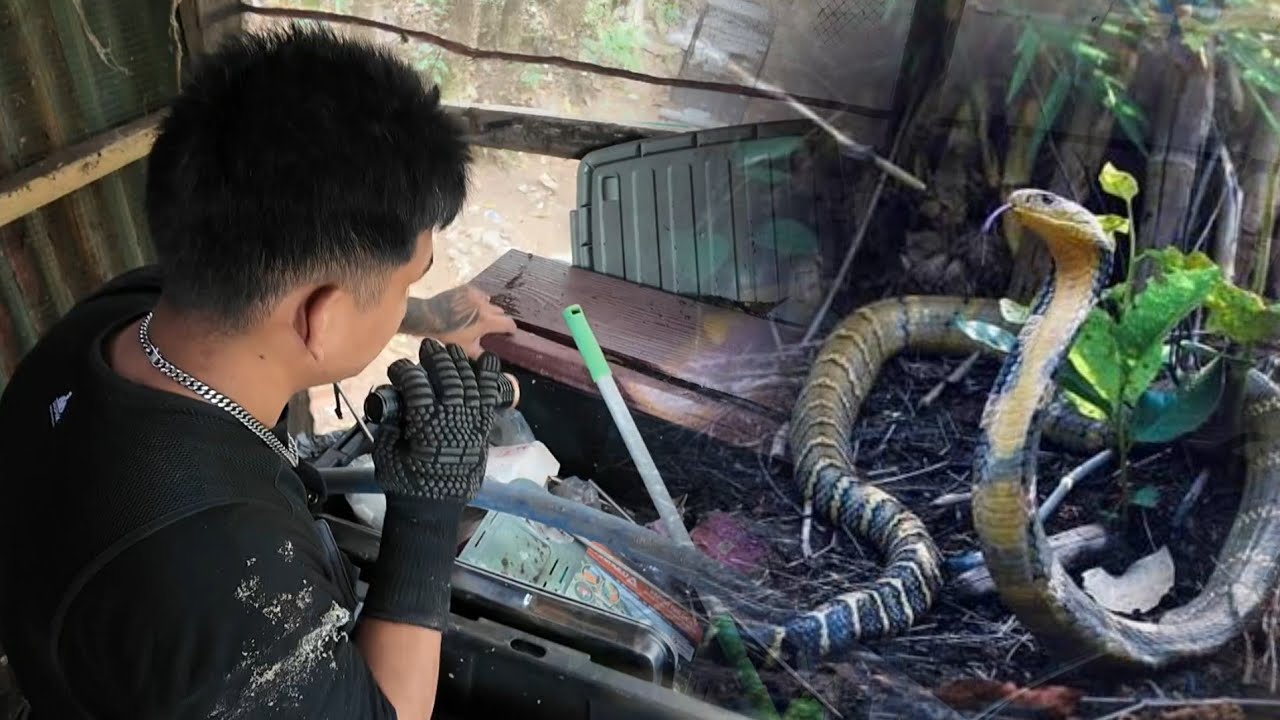 COBRA SA BUDEGA PAHIRAPAN MAHANAP DAHIL SA MGA TAMBAK.