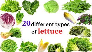 Varieties of lettuce plants