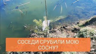 Соседи срубили мою сосну на даче?