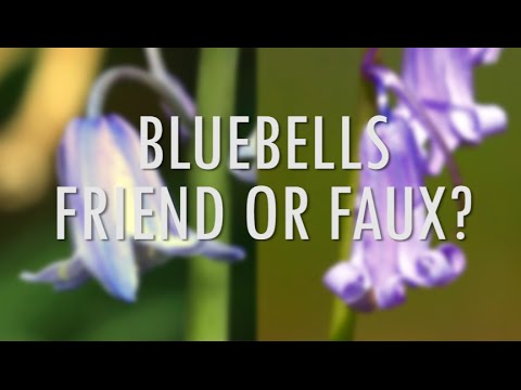 Vidéo: Qu'est-ce que Bluebell Creeper - Australian Bluebell Care And Information