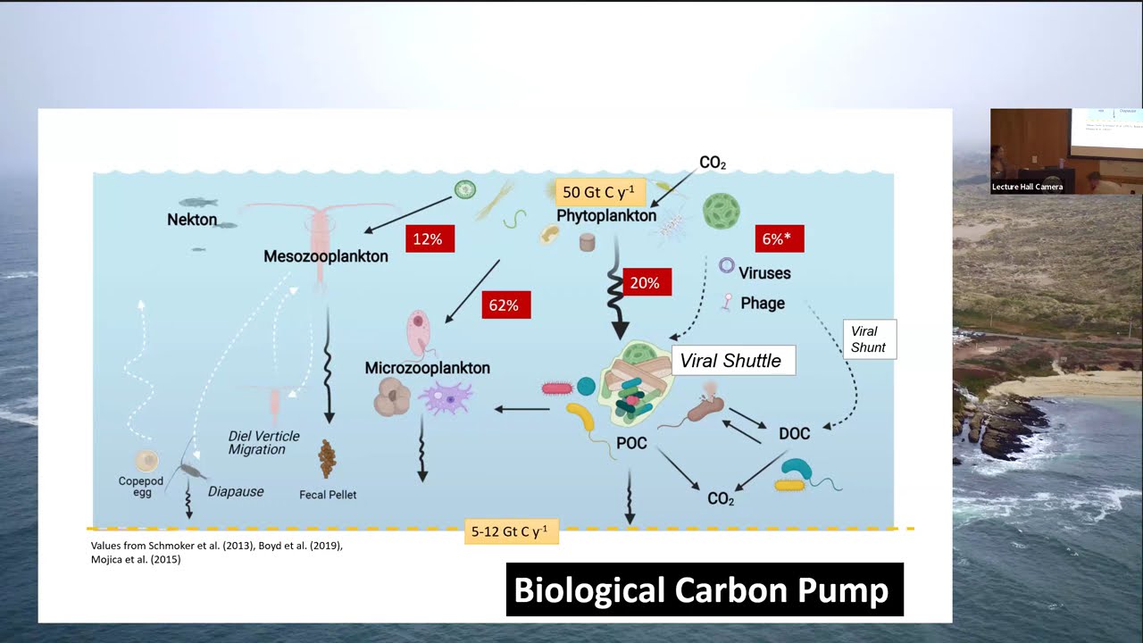 Bodega Marine Laboratory Seminar Series: Bethanie Edwards