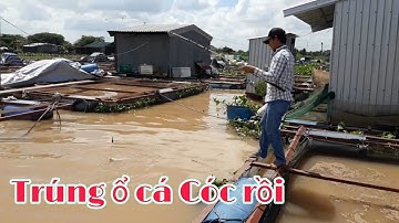 Fishing No.52 | Câu cá trên bè, trúng ổ Cá Cóc - Cá Dảnh, kéo cá sướng tay | Thầy Phong Vlogs