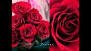 The Rose - Emi Fujita