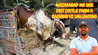 Nazimabad Me Hoe Dost Cattle Farm K Bachray Ki Unloading