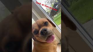 happy guy #dog #cute