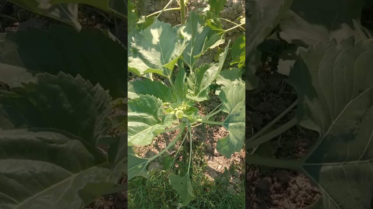 Agriculture sunflower crop and wheat crop