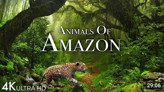 Animals of Amazon 4K  Animals That Call The Jungle Home | Amazon Rainforest | birds , animal,fish