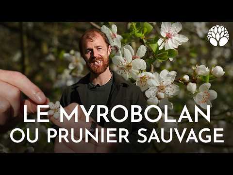 Le prunier sauvage, ou myrobolan