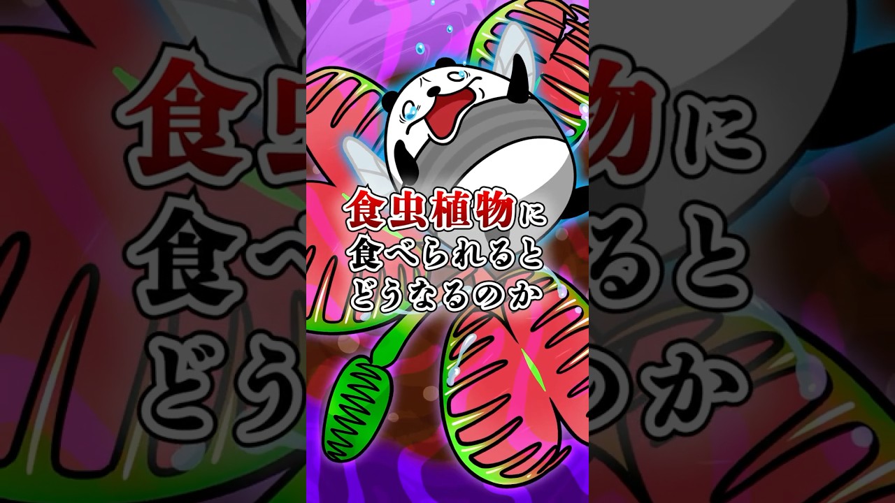 食虫植物に食べられるとどうなるのか?【アニメ】#テイペン #plottアニメ