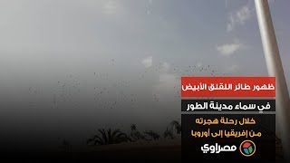 ظهور طائر اللقلق الأبيض في سماء مدينة الطور خلال رحلة هجرته من إفريقيا إلى أوروبا