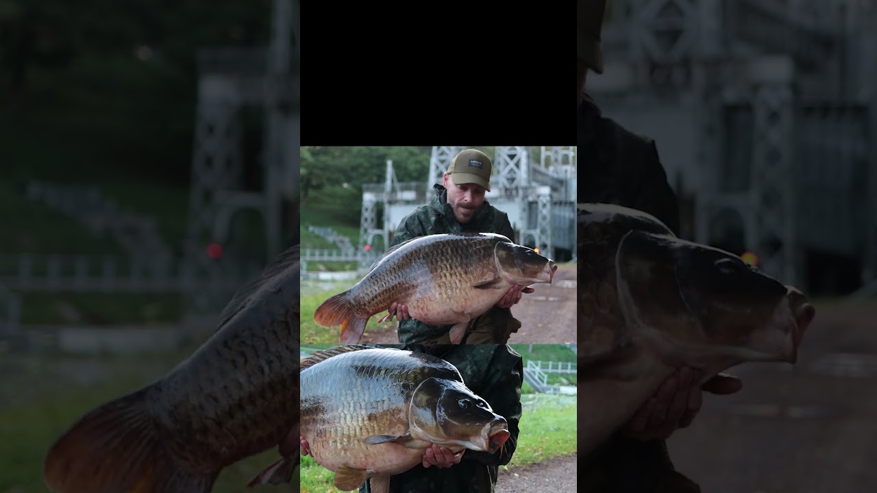THE BIGGEST CARP IN BELGIAN CANAL! 