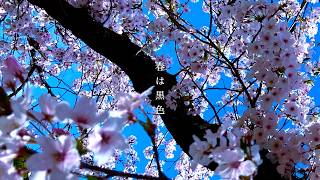 Recarna Tocco - 春は黒色 feat.初音ミク