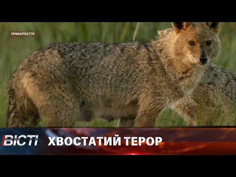 На Прикарпатті мисливці упіймали шакалів