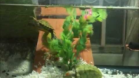 Auto Feeder Using Arduino