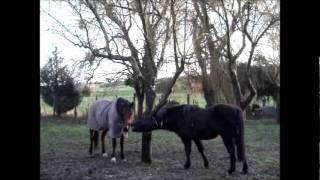 Fidjy & Highlander.wmv