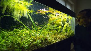 10222 DAYS old  THE ULTIMATE LOW TECH AQUARIUM  ** MUST SEE **