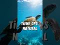 😲 #tortugasmarinas #animal #animals