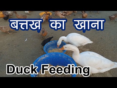 Duck farming! #Trening4th #feeding