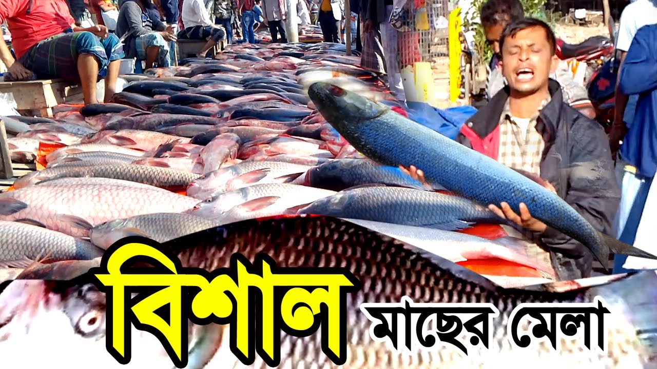 ঐতিহ্যবাহী  মাছের মেলা | দুপচাঁচিয়া মাছের মেলা | বগুড়া মাছের মোলা | বড় মাছের বাজার | মাছের মেলা