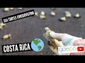 GoEco VOLUNTEER Trip Vlog - The CARE taking and Conservation of COSTA RICA’s Sea Turtles