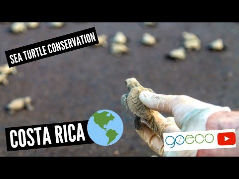Costa Rica - Sea Turtle Conservation — video 1