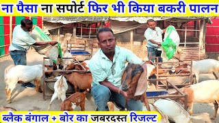 2 वर्ष की मेहनत अब रंग लायी || देसी बकरी और बोर बकरे का शानदार रिजल्ट || Cross breed goat farming