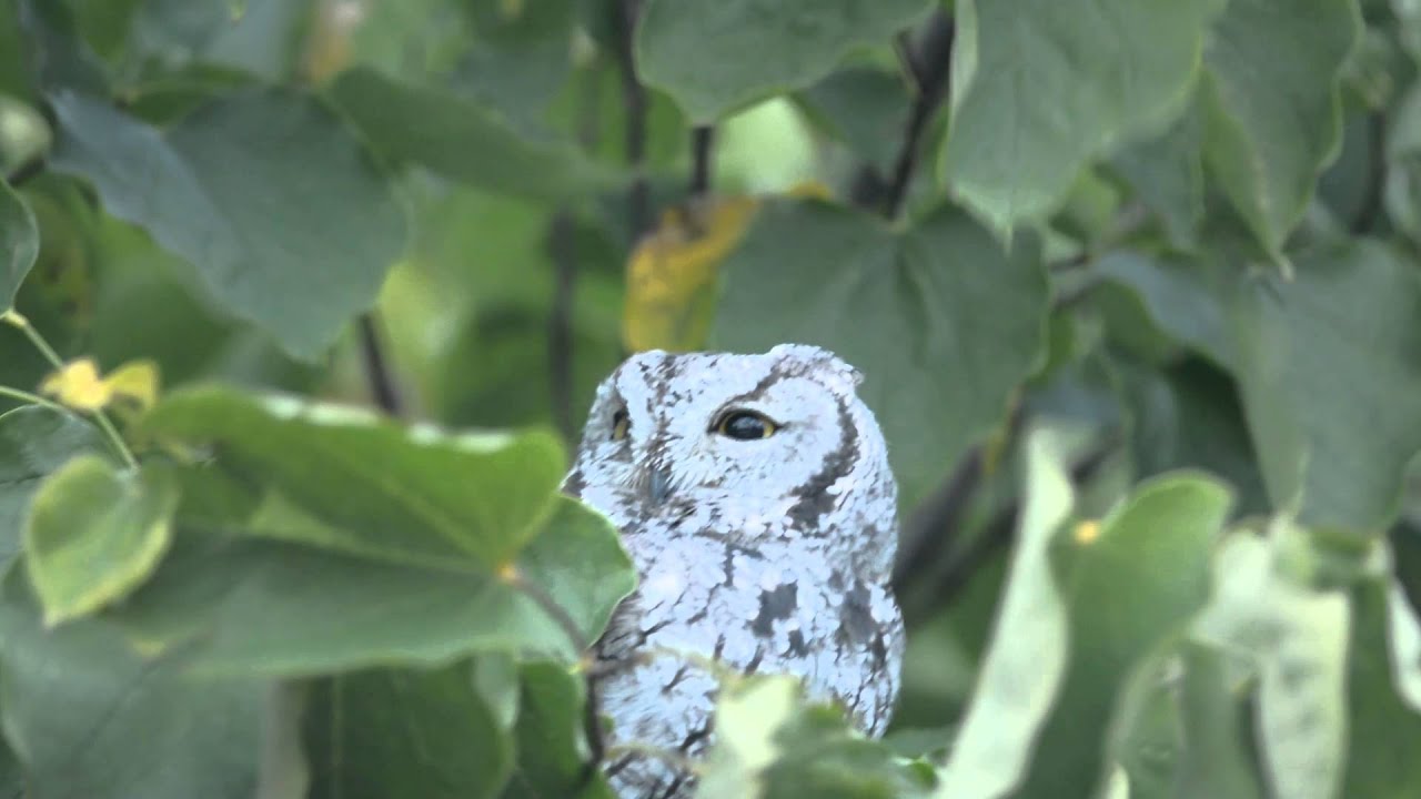 Western Screech-Owl in Backyard 