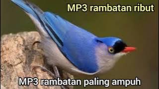 suara pikat rambatan paruh merah ribut 💯% paling ampuh#rambatanparuhmerah