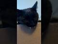 Cat biting so hard🤯🤯| funny cats compilation #shorts